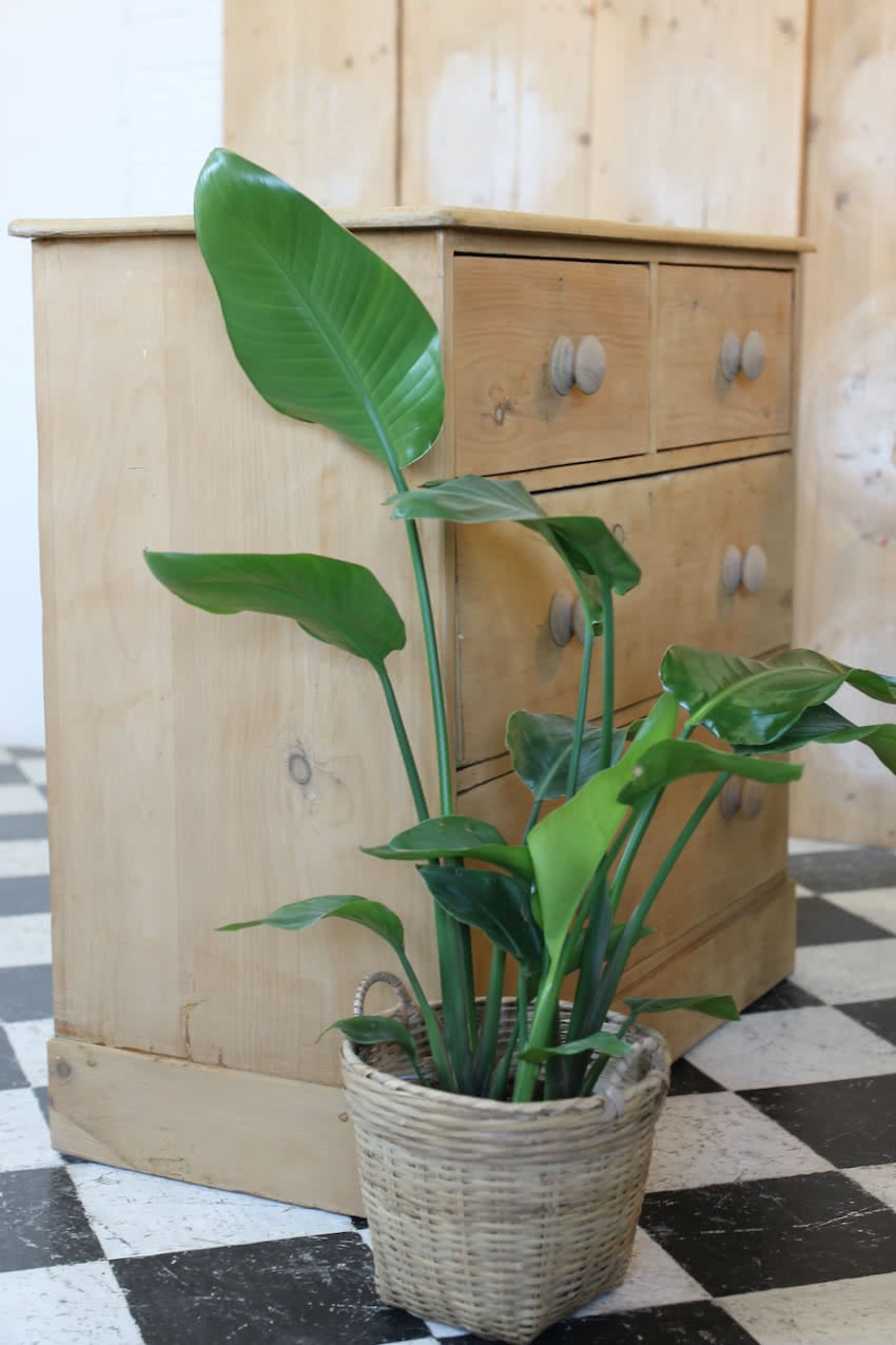 lovely clean looking restored victorian pine chest with fairly large drawers, six wooden knobs & deep plinth.