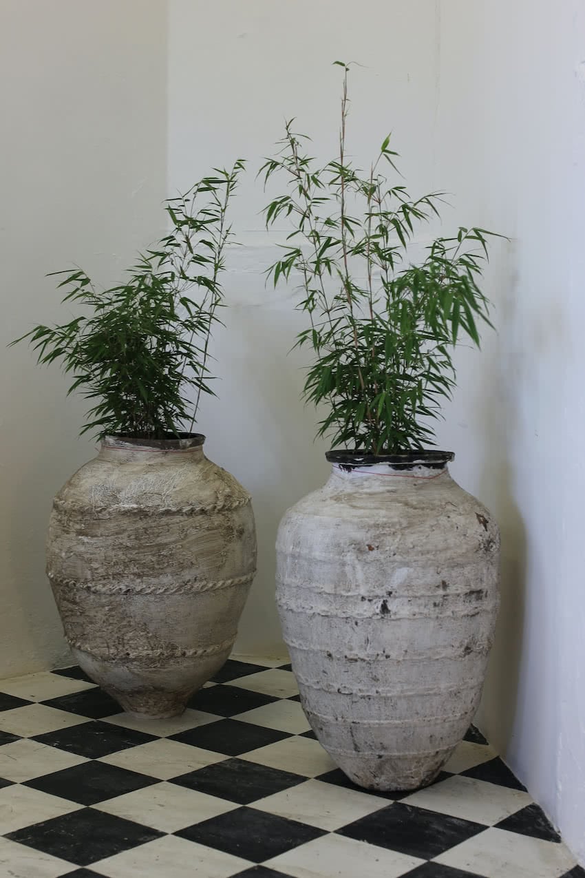 white-terracotta-olive-pots-pair-corner.jpg